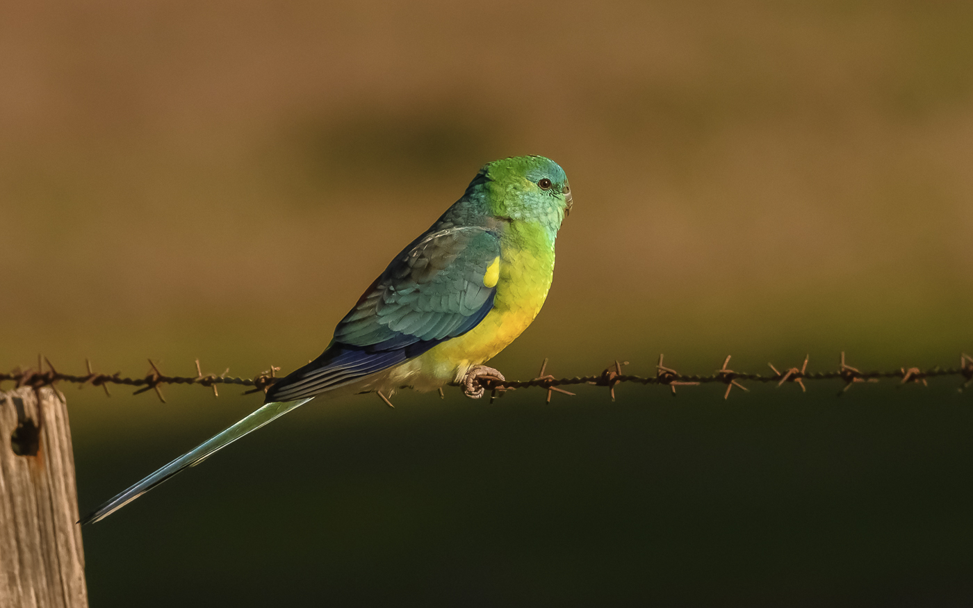 Red-rumped Parrot (Image ID 31075)