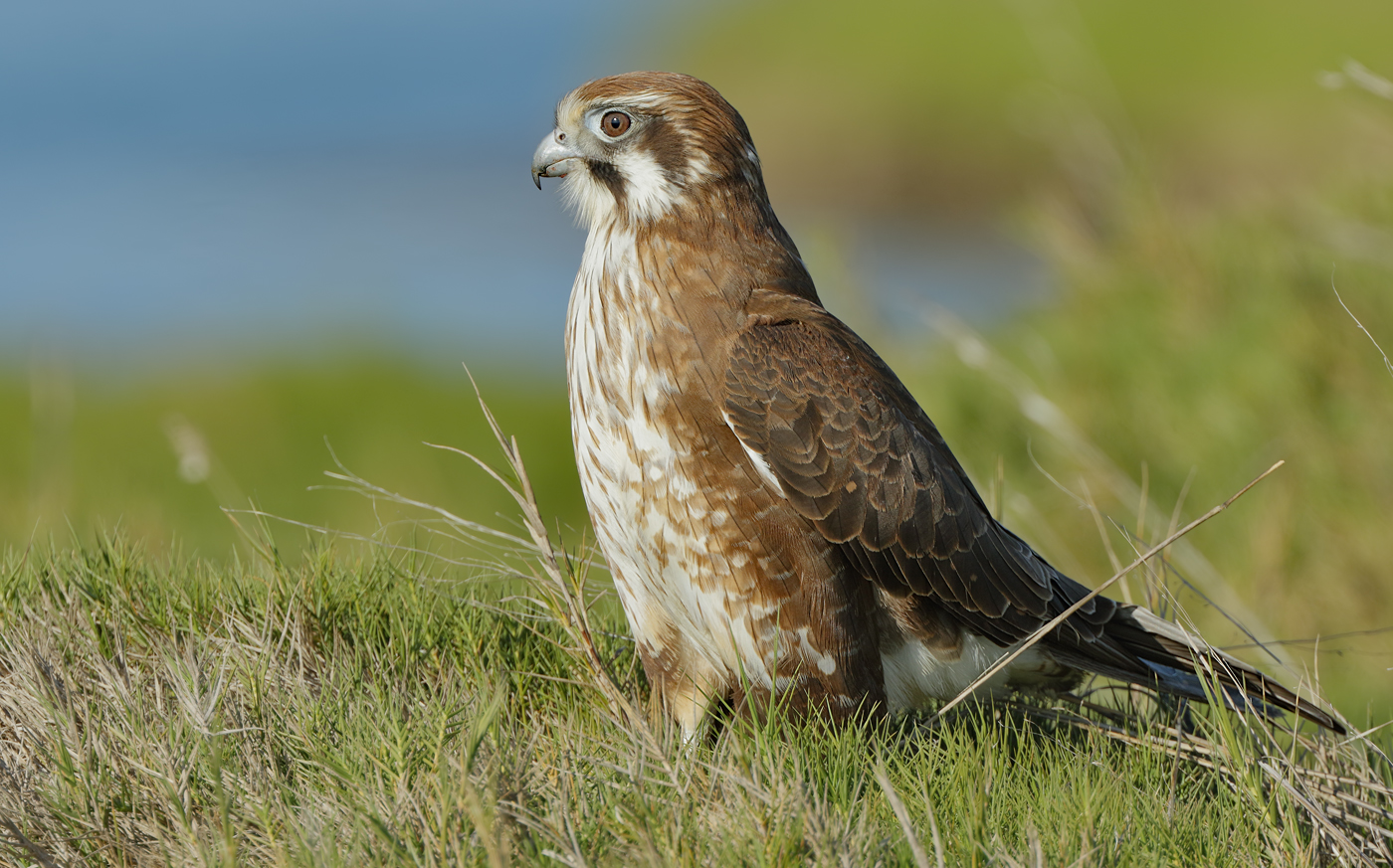 Brown Falcon (Image ID 31108)