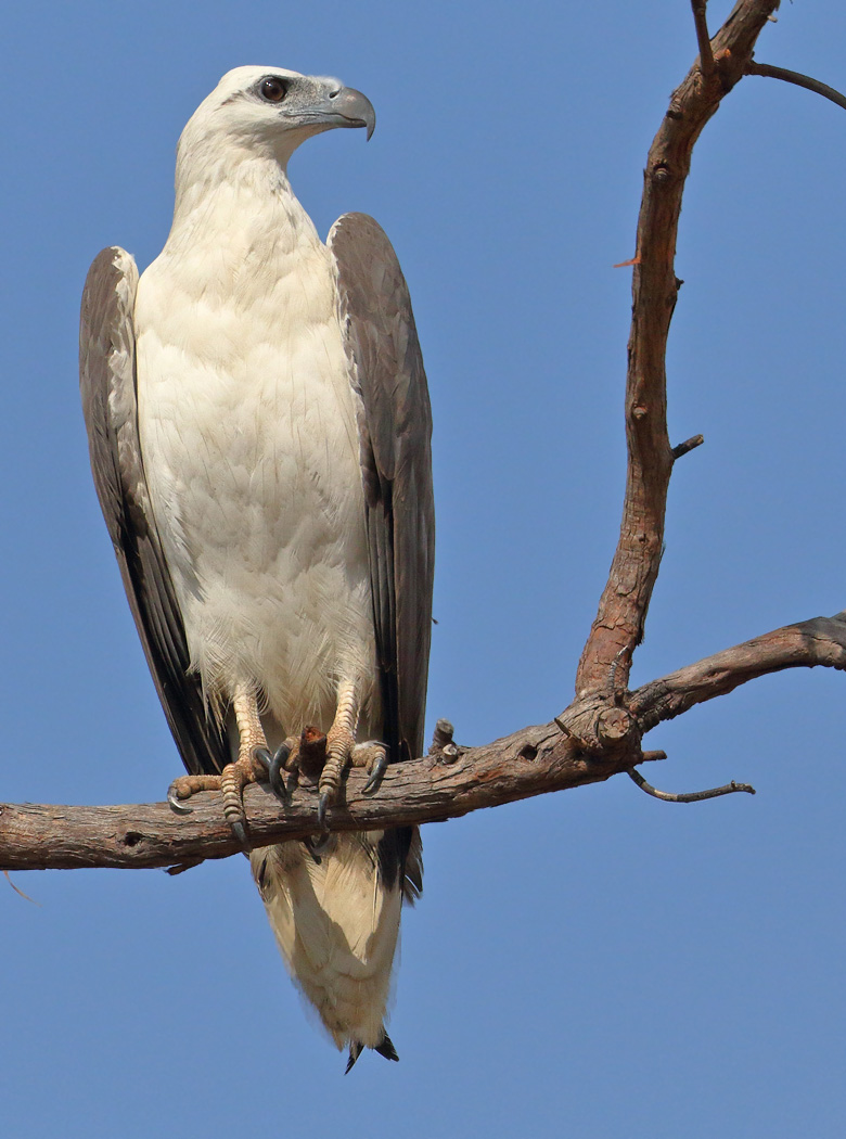 White-bellied Sea-Eagle (Image ID 31209)