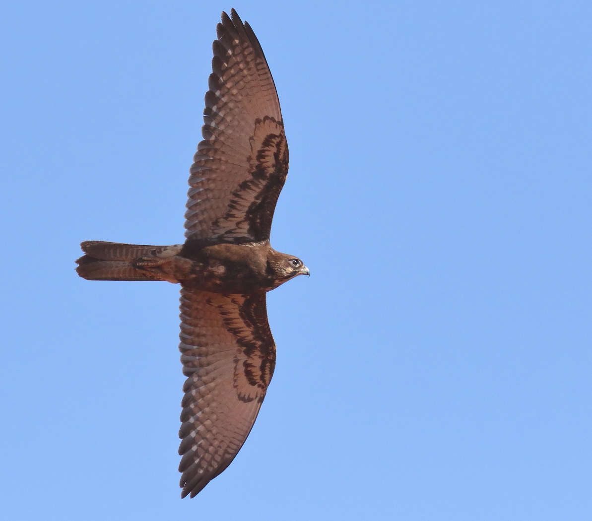 Brown Falcon (Image ID 31203)
