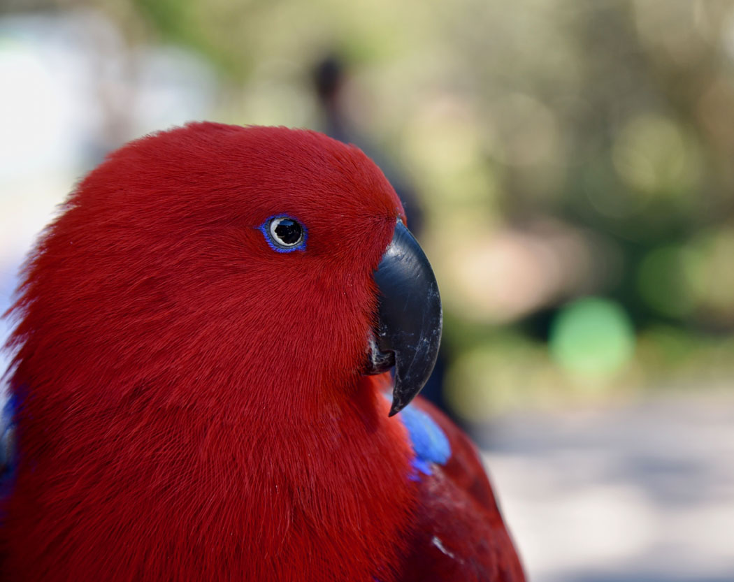 Eclectus Parrot (Image ID 31178)
