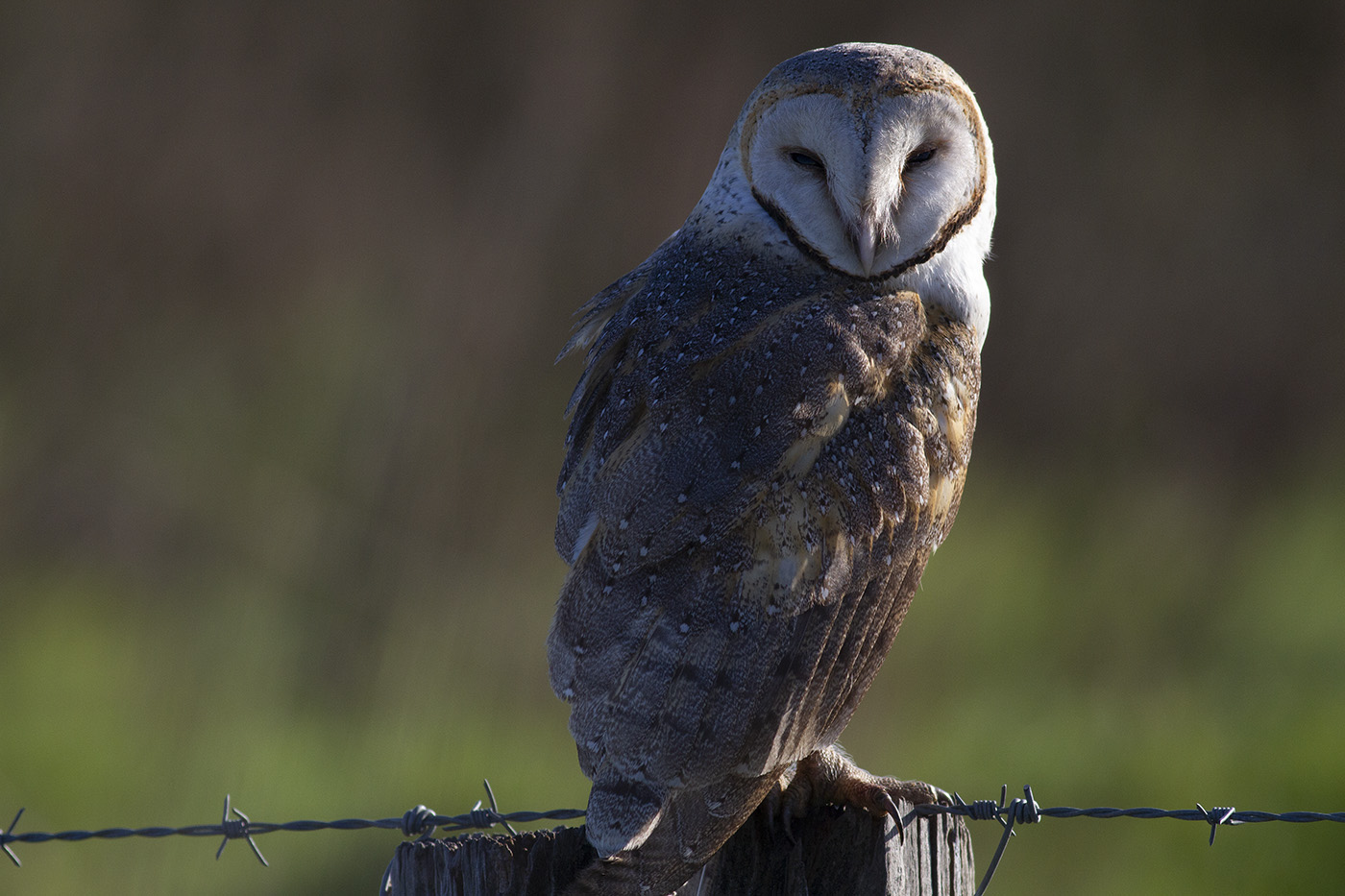 Barn Owl (Image ID 31010)