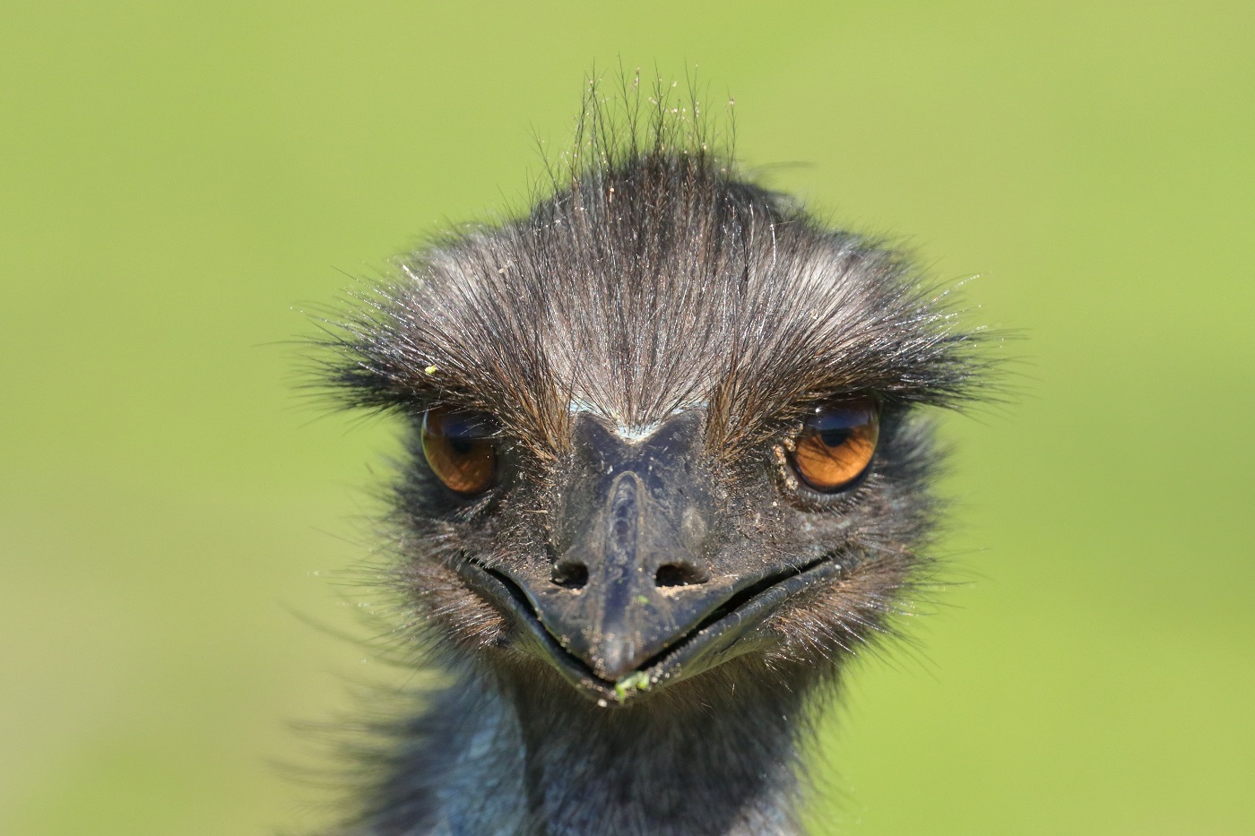 Emu (Image ID 31079)