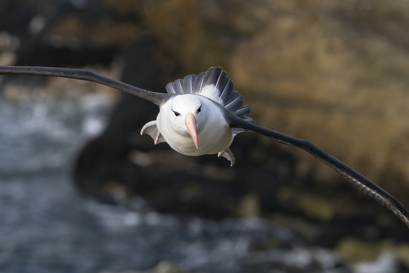 Black-browed Albatross (Image ID 31102)