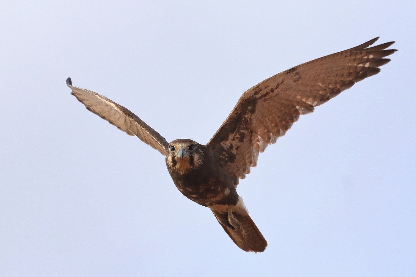 Brown Falcon (Image ID 31204)