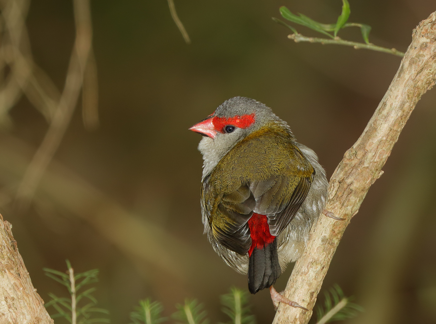 Red-browed Finch (Image ID 31131)