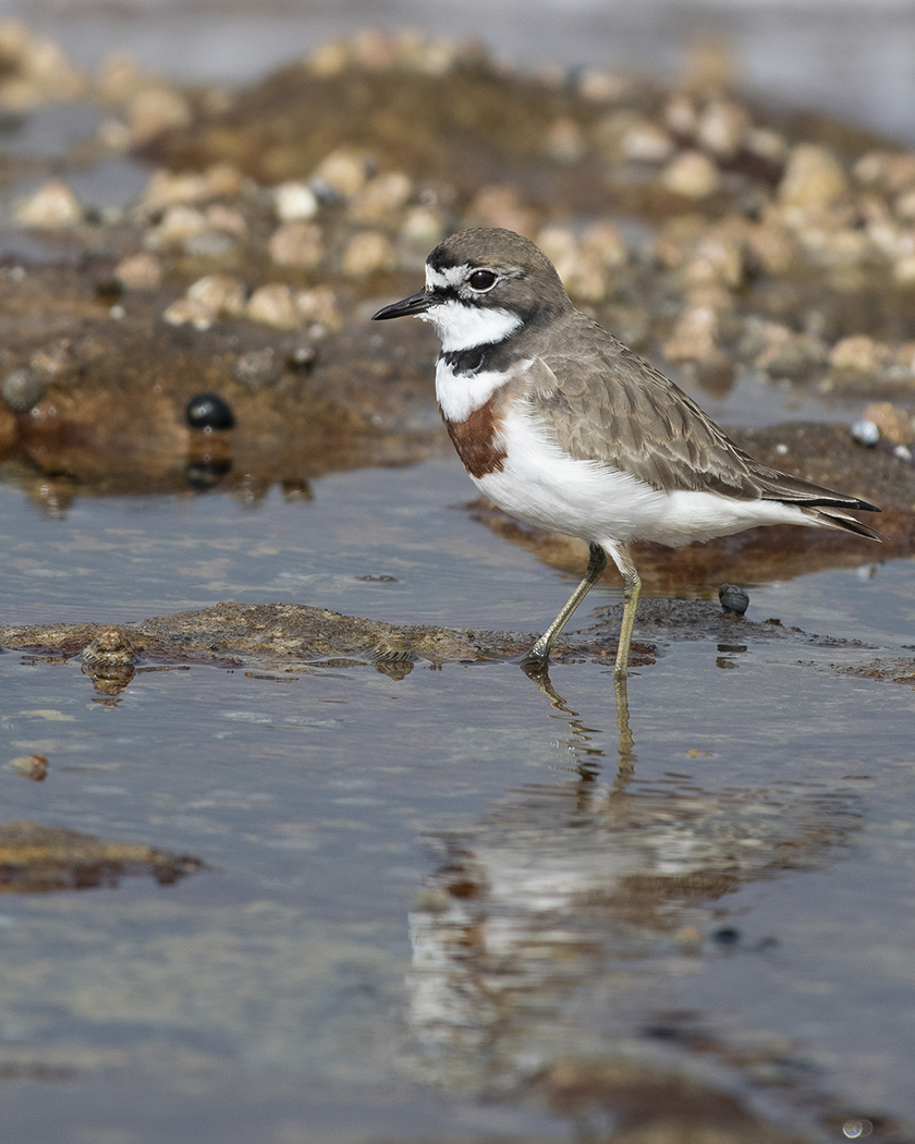 Double-banded Plover (Image ID 31154)