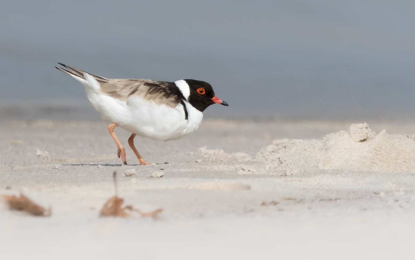 Hooded Plover (Image ID 31144)