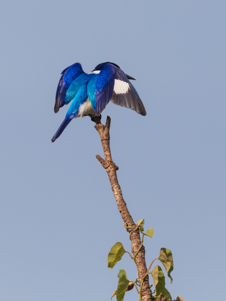 Forest Kingfisher (Image ID 31532)