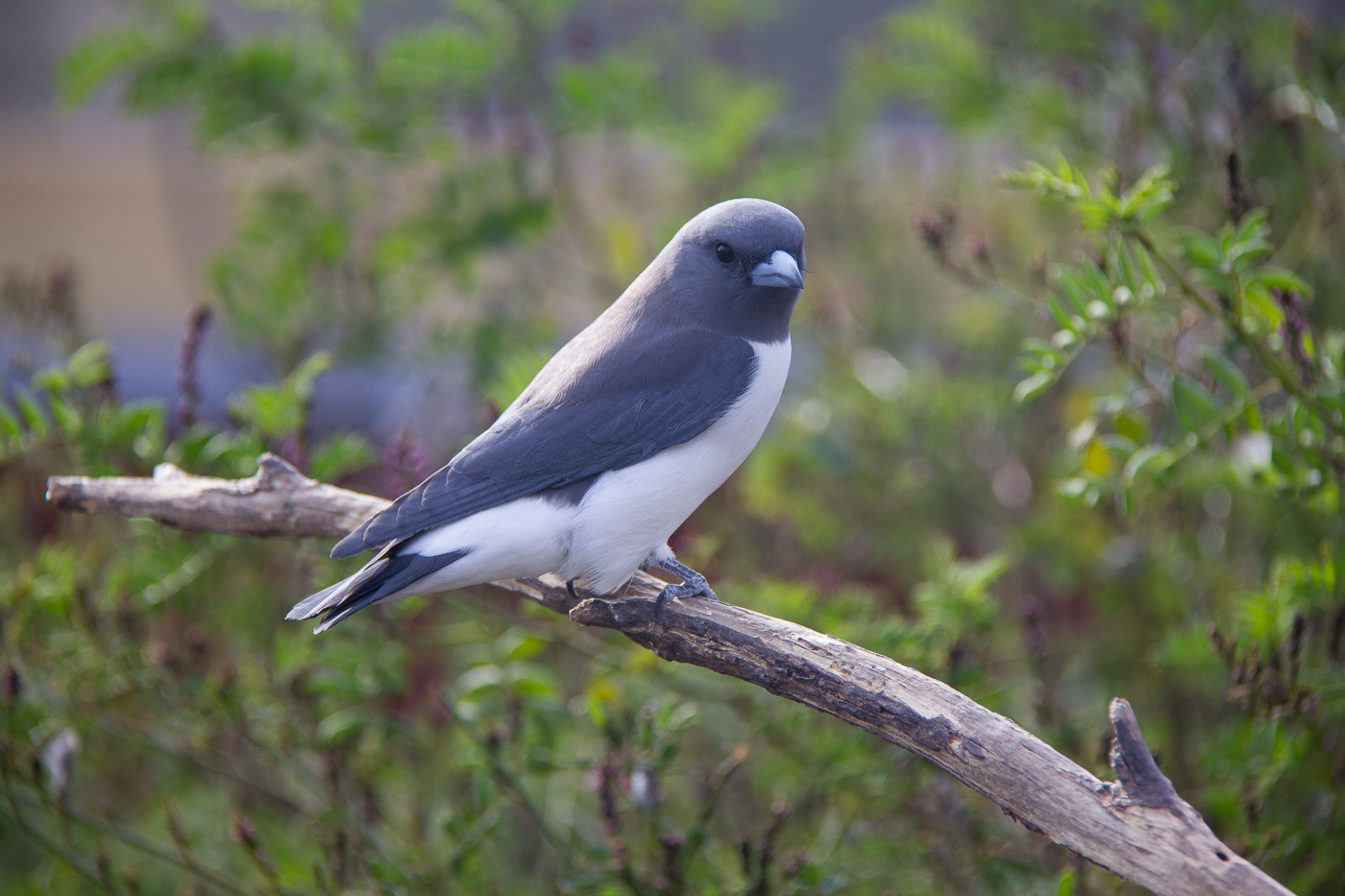 White-breasted Woodswallow (Image ID 31303)