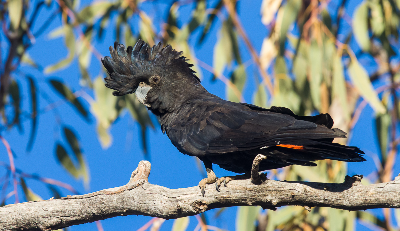 Red-tailed Black-Cockatoo (Image ID 31374)