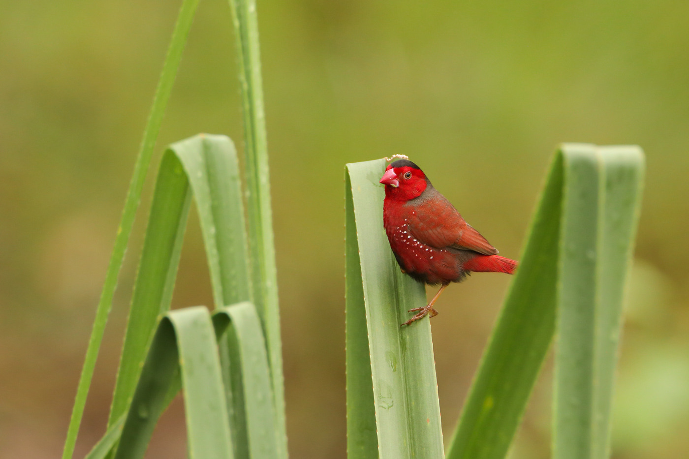 Black-bellied Crimson Finch (Image ID 31681)