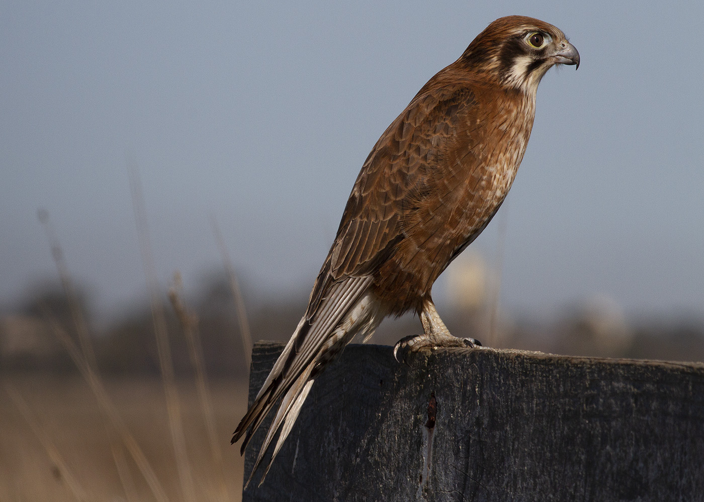 Brown Falcon (Image ID 31636)