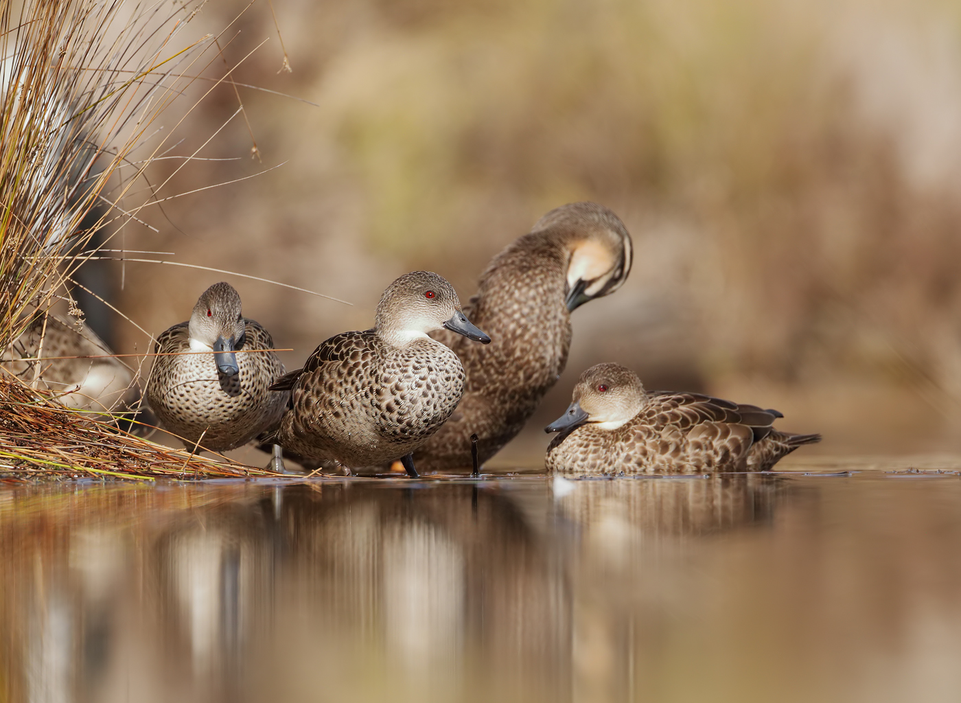 Grey Teal,Pacific Black Duck (Image ID 31420)