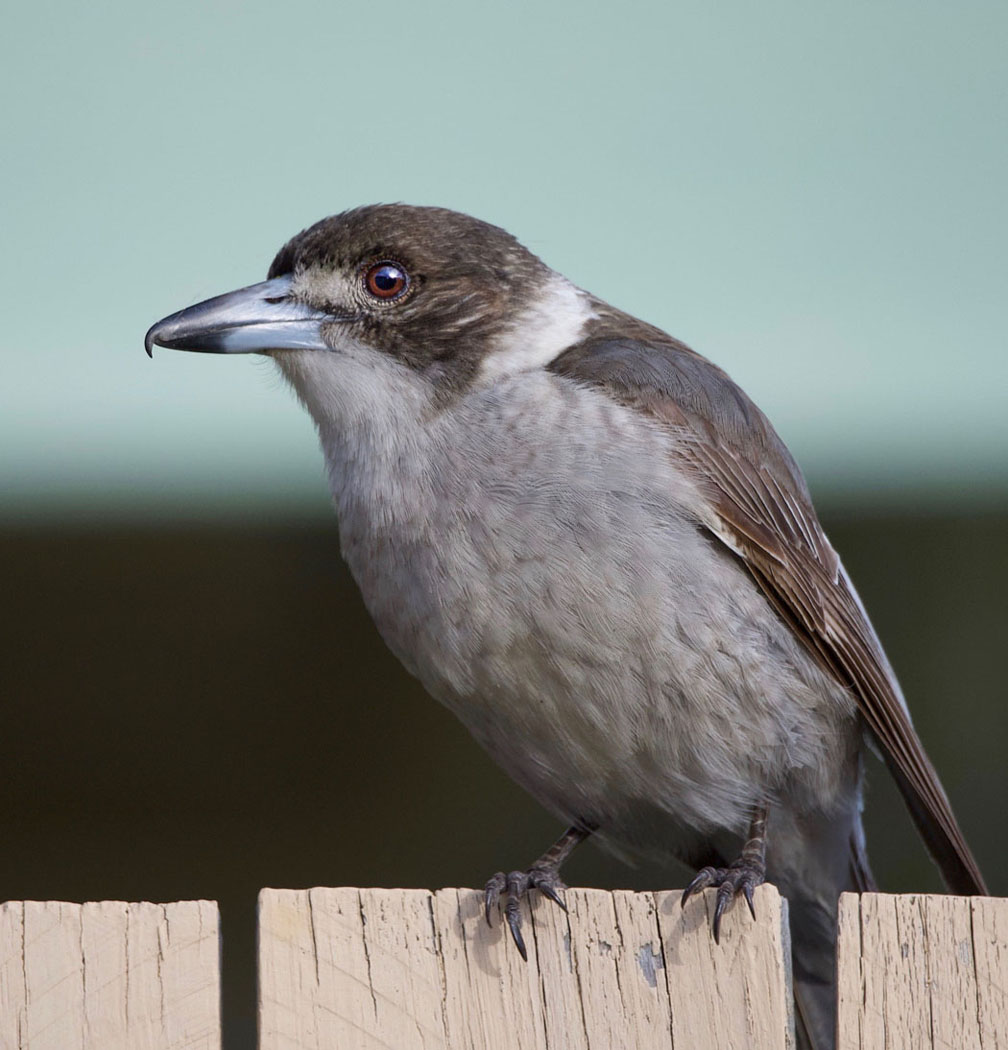 Grey Butcherbird (Image ID 31574)