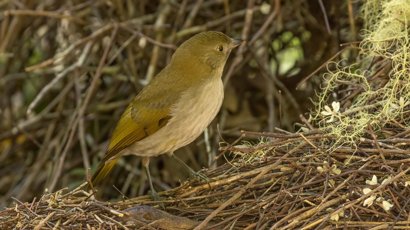 Golden Bowerbird (Image ID 31357)