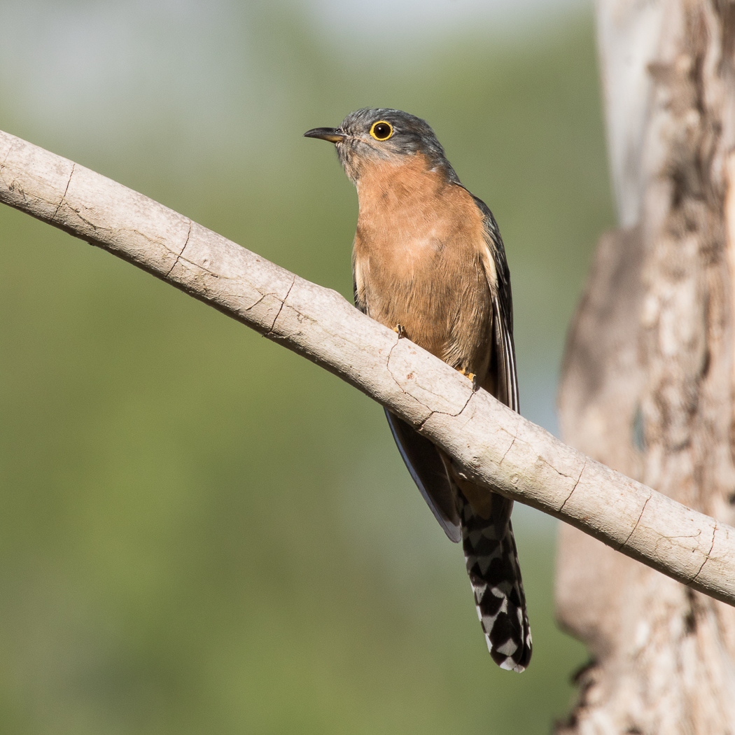 Fan-tailed Cuckoo (Image ID 31547)