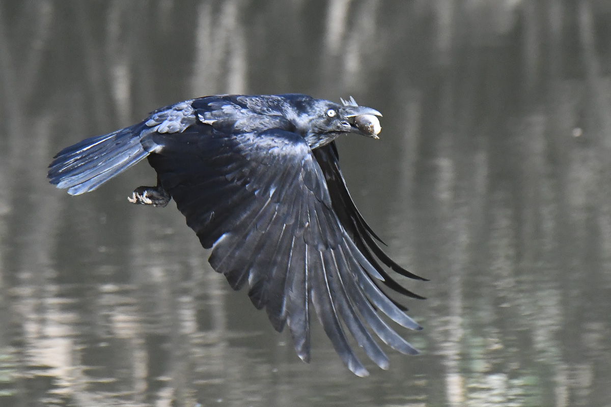 Australian Raven (Image ID 31295)