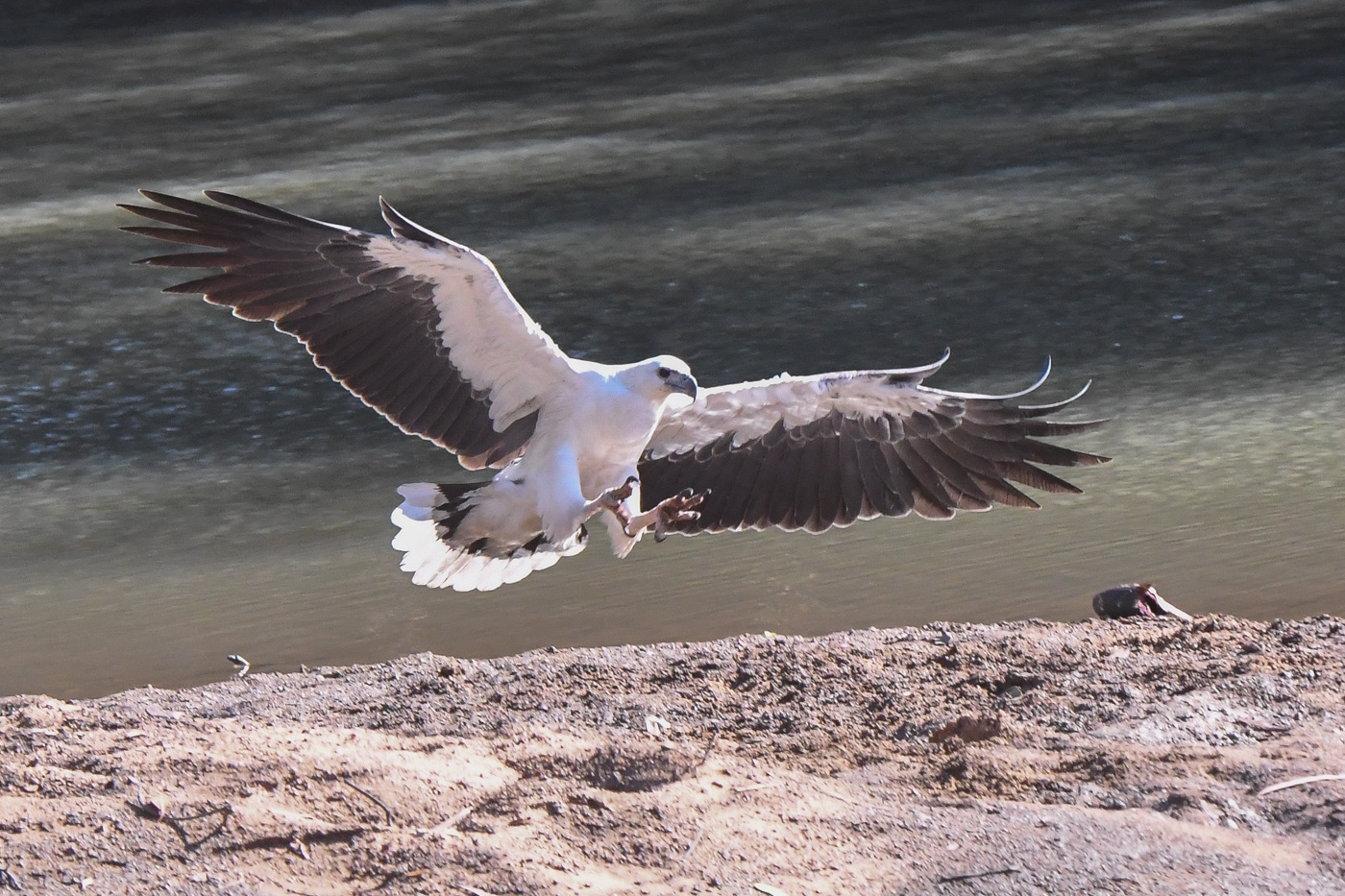 White-bellied Sea-Eagle (Image ID 31371)