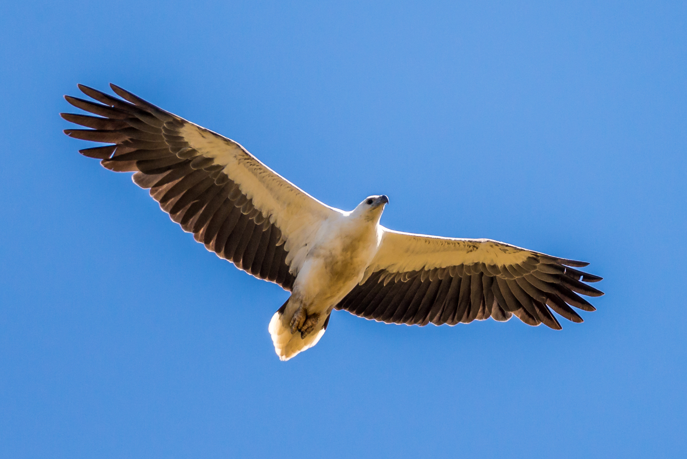 White-bellied Sea-Eagle (Image ID 31525)