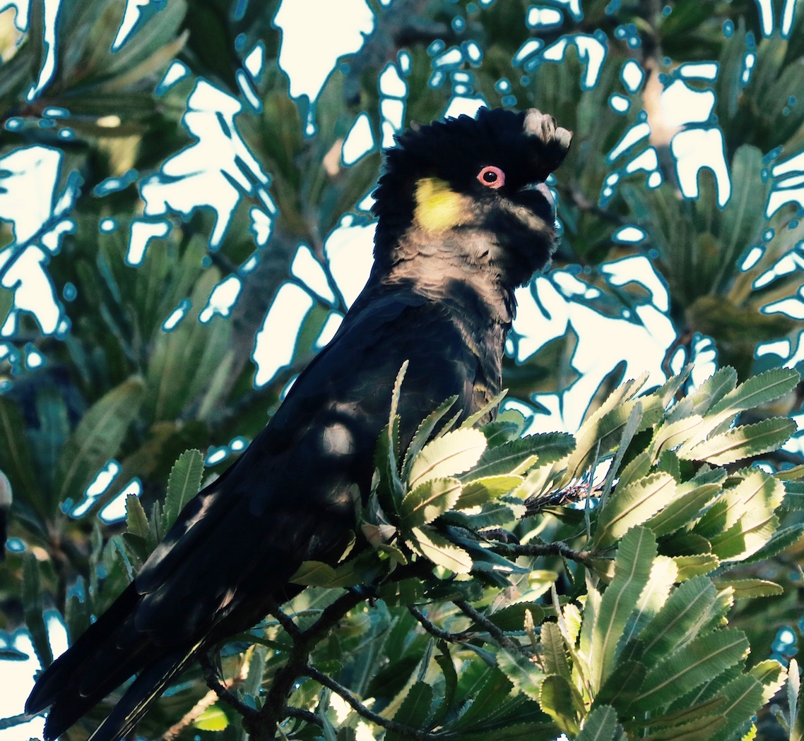 Yellow-tailed Black-Cockatoo (Image ID 31614)