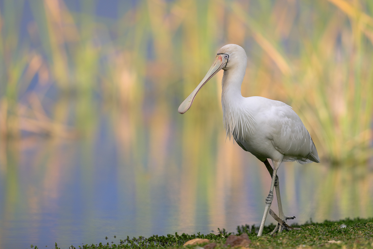 Yellow-billed Spoonbill (Image ID 31592)