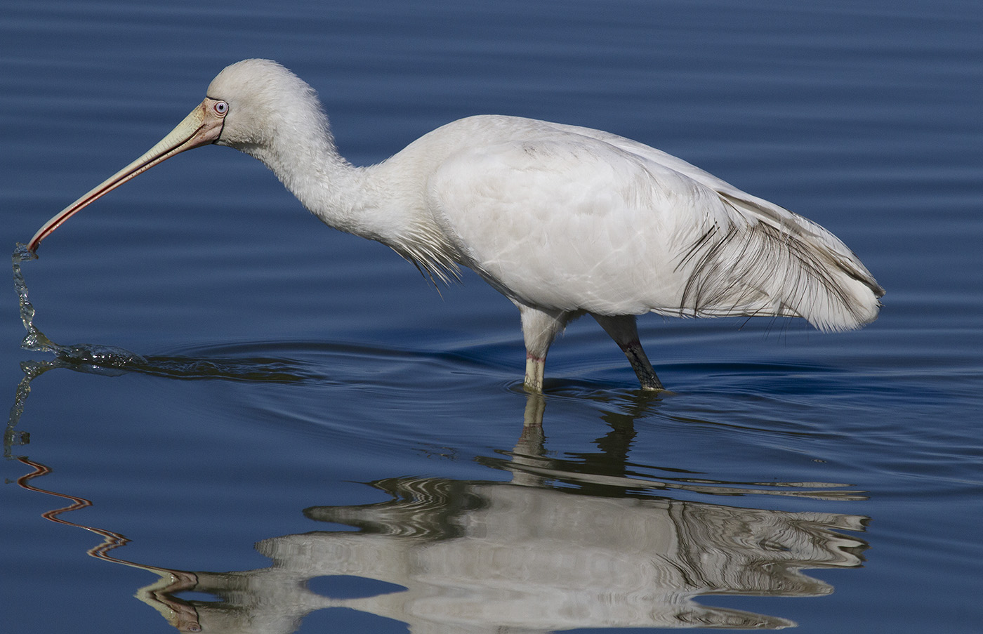 Yellow-billed Spoonbill (Image ID 31626)