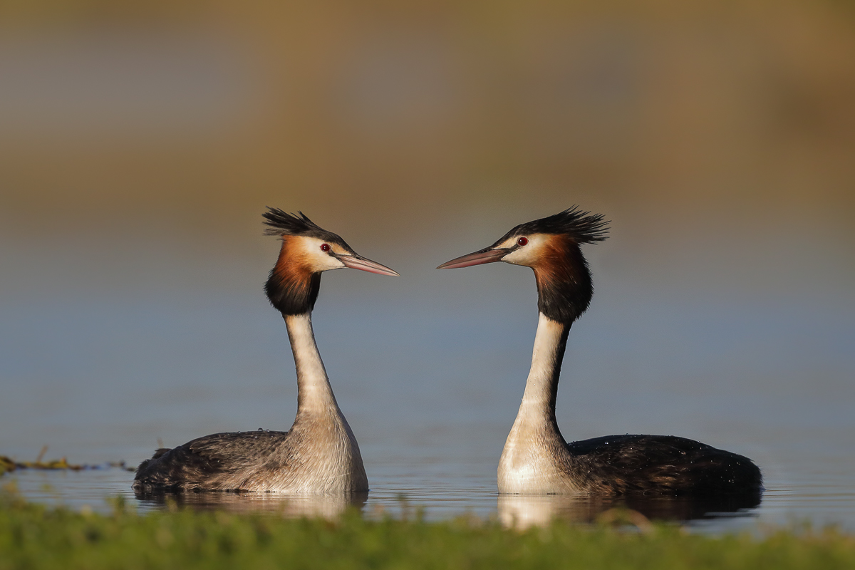 Great Crested Grebe (Image ID 31645)