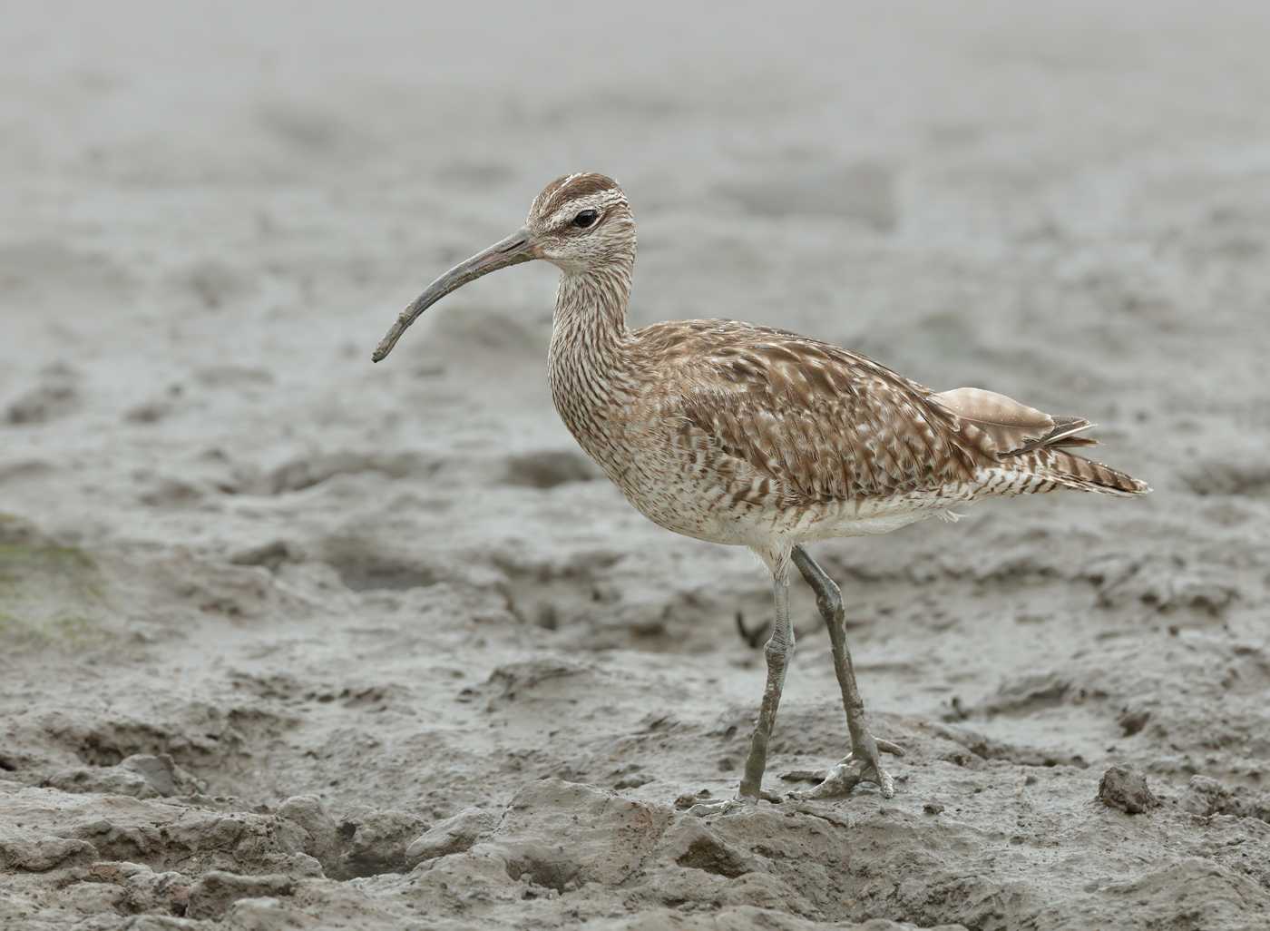Whimbrel (Image ID 31663)