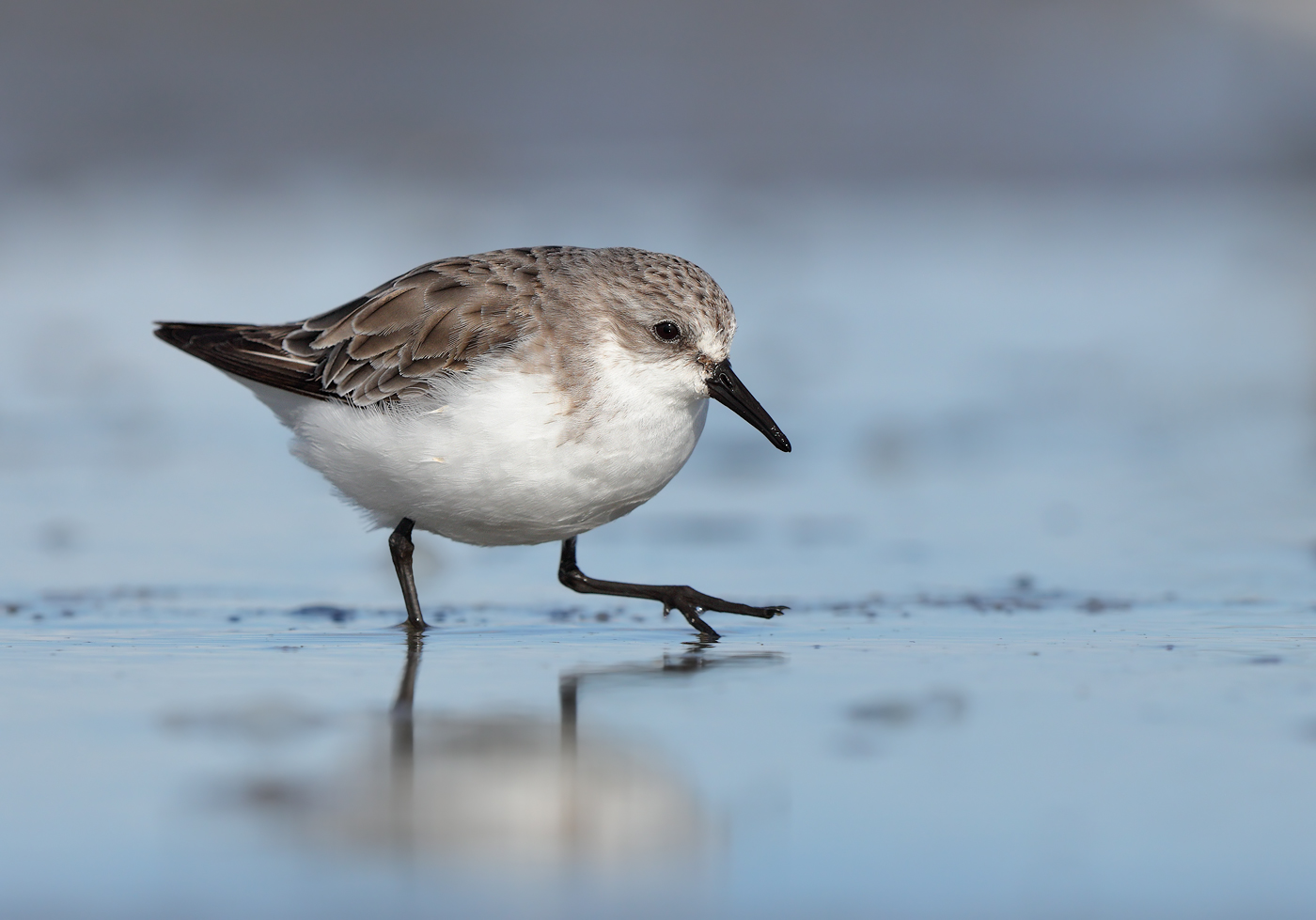 Red-necked Stint (Image ID 31659)
