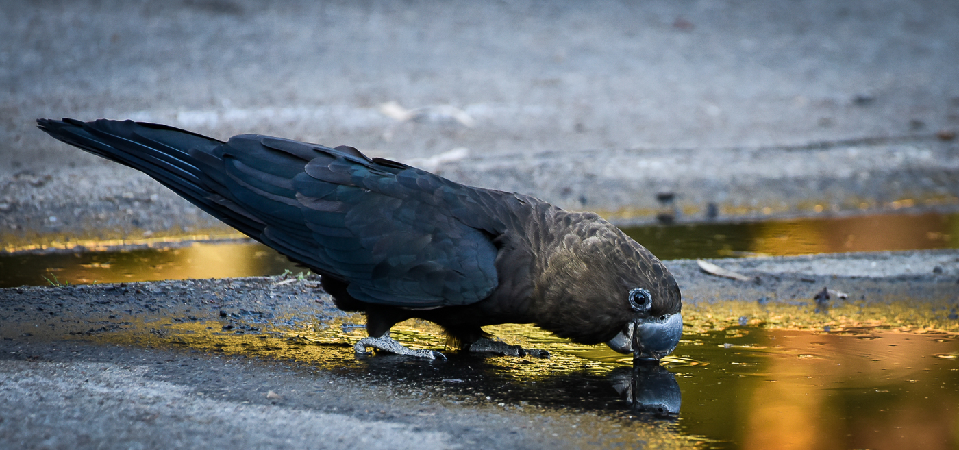 Glossy Black-Cockatoo (Image ID 31605)