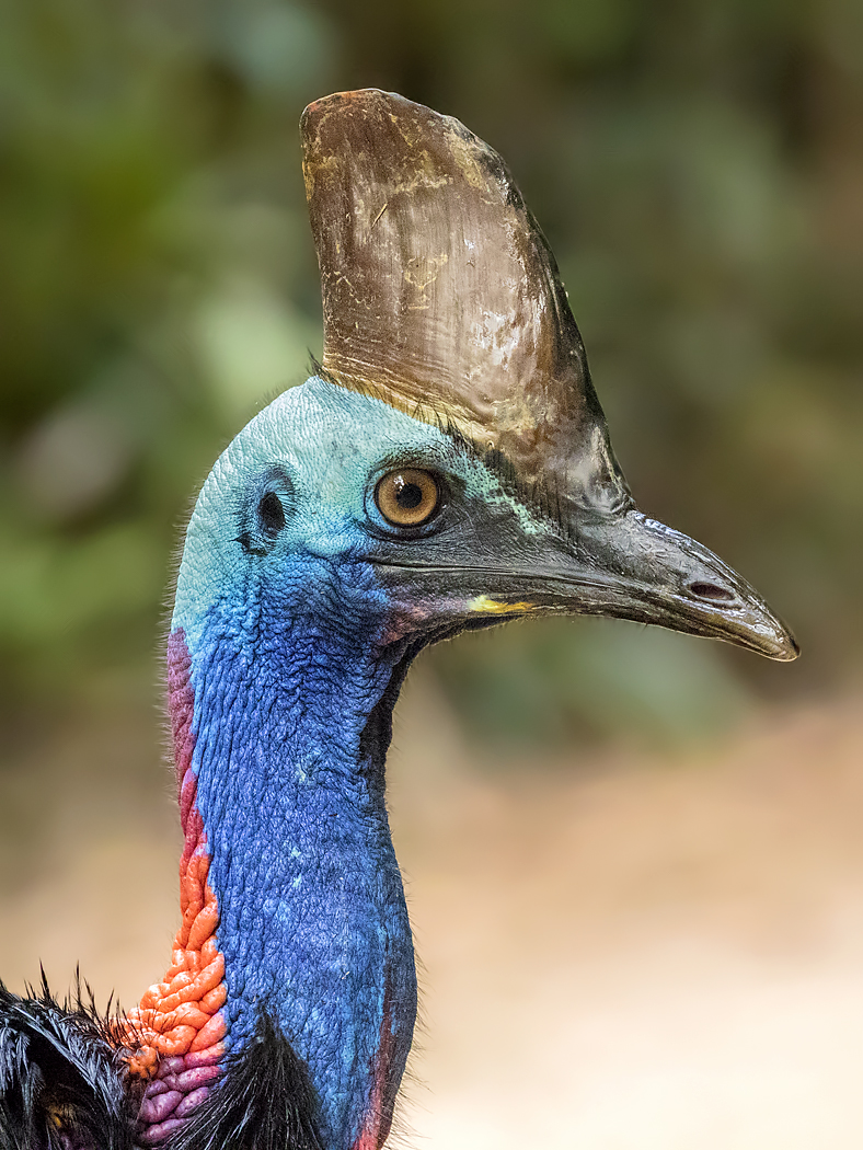Southern Cassowary (Image ID 31336)