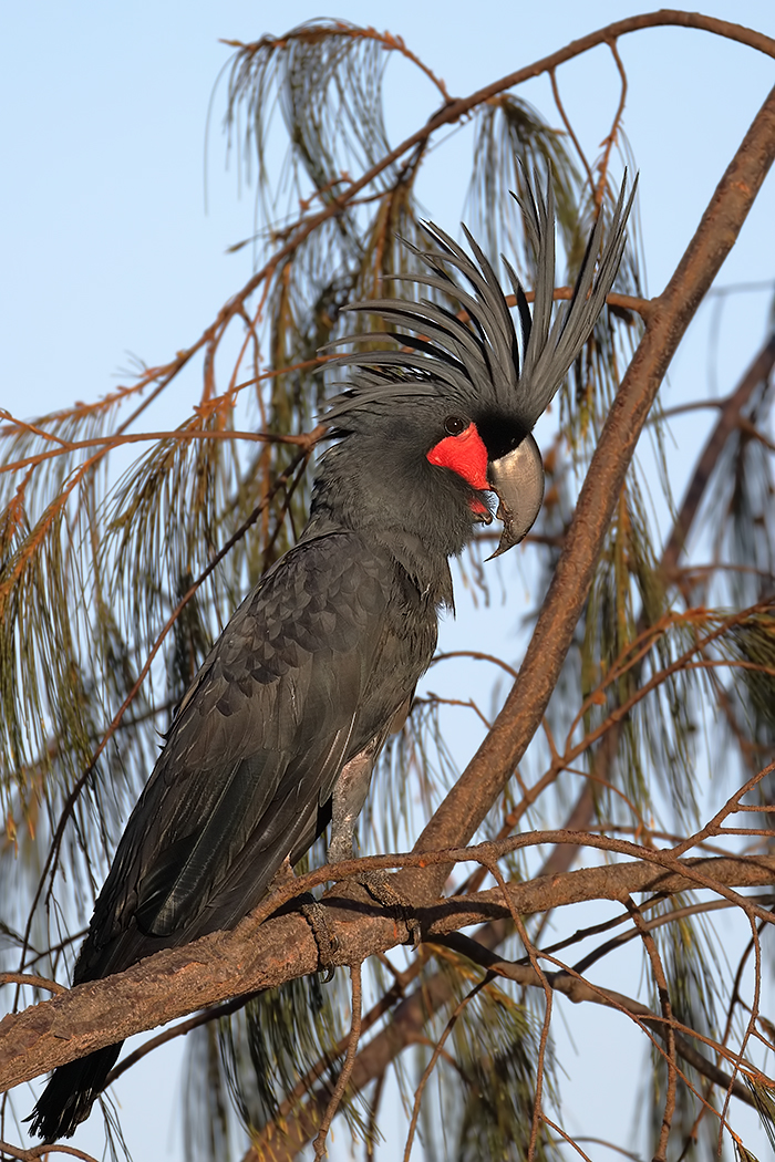 Palm Cockatoo (Image ID 31602)
