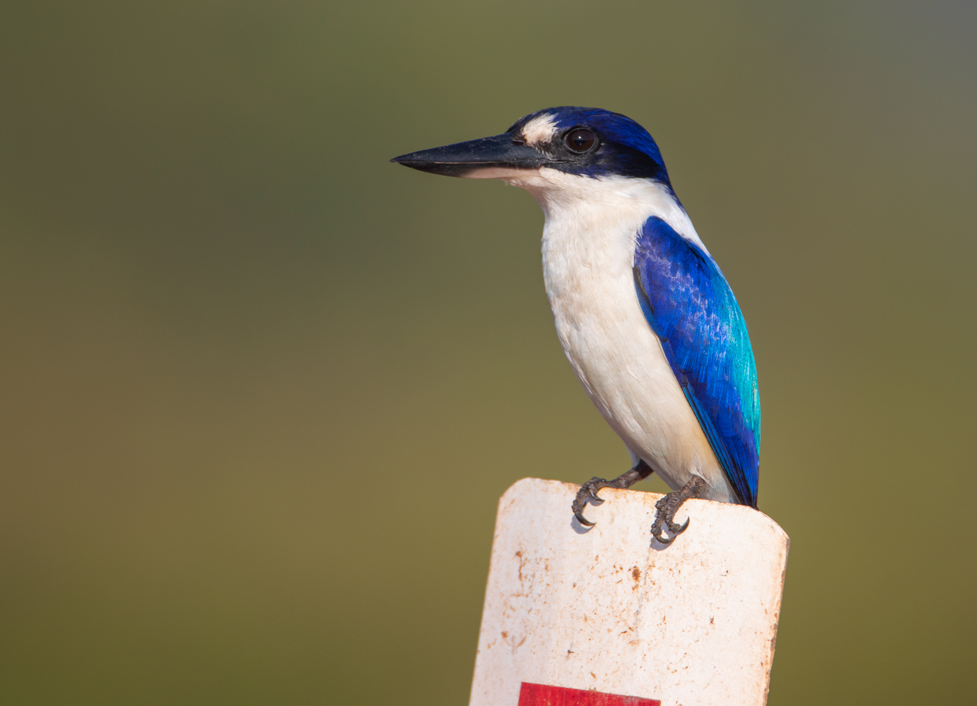 Forest Kingfisher (Image ID 31618)