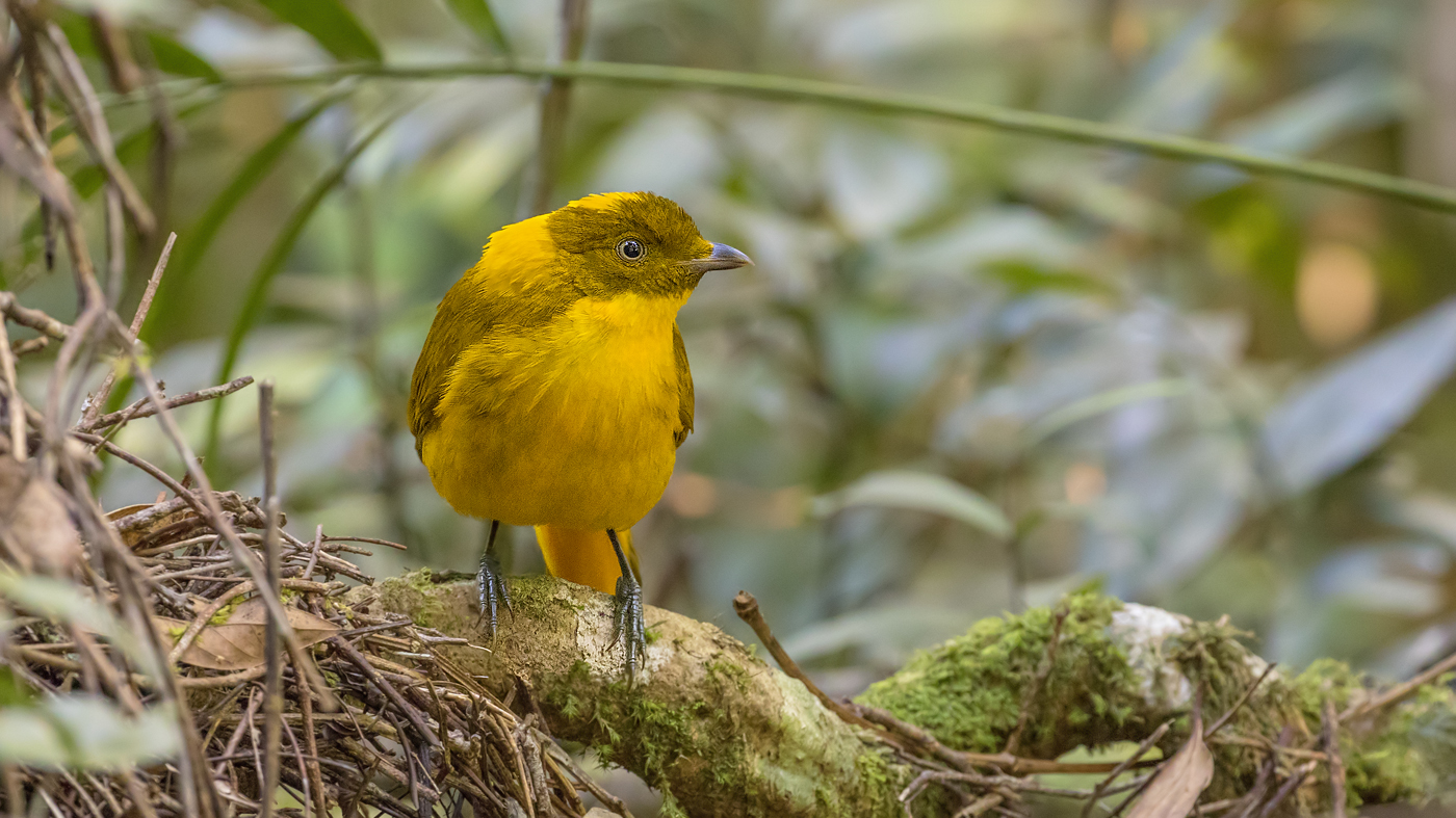 Golden Bowerbird (Image ID 31358)