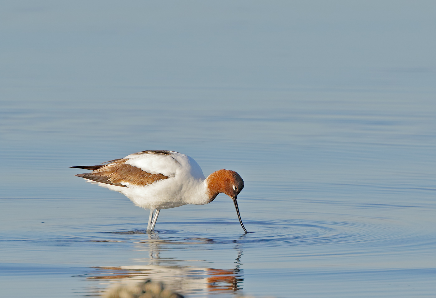 Red-necked Avocet (Image ID 31265)