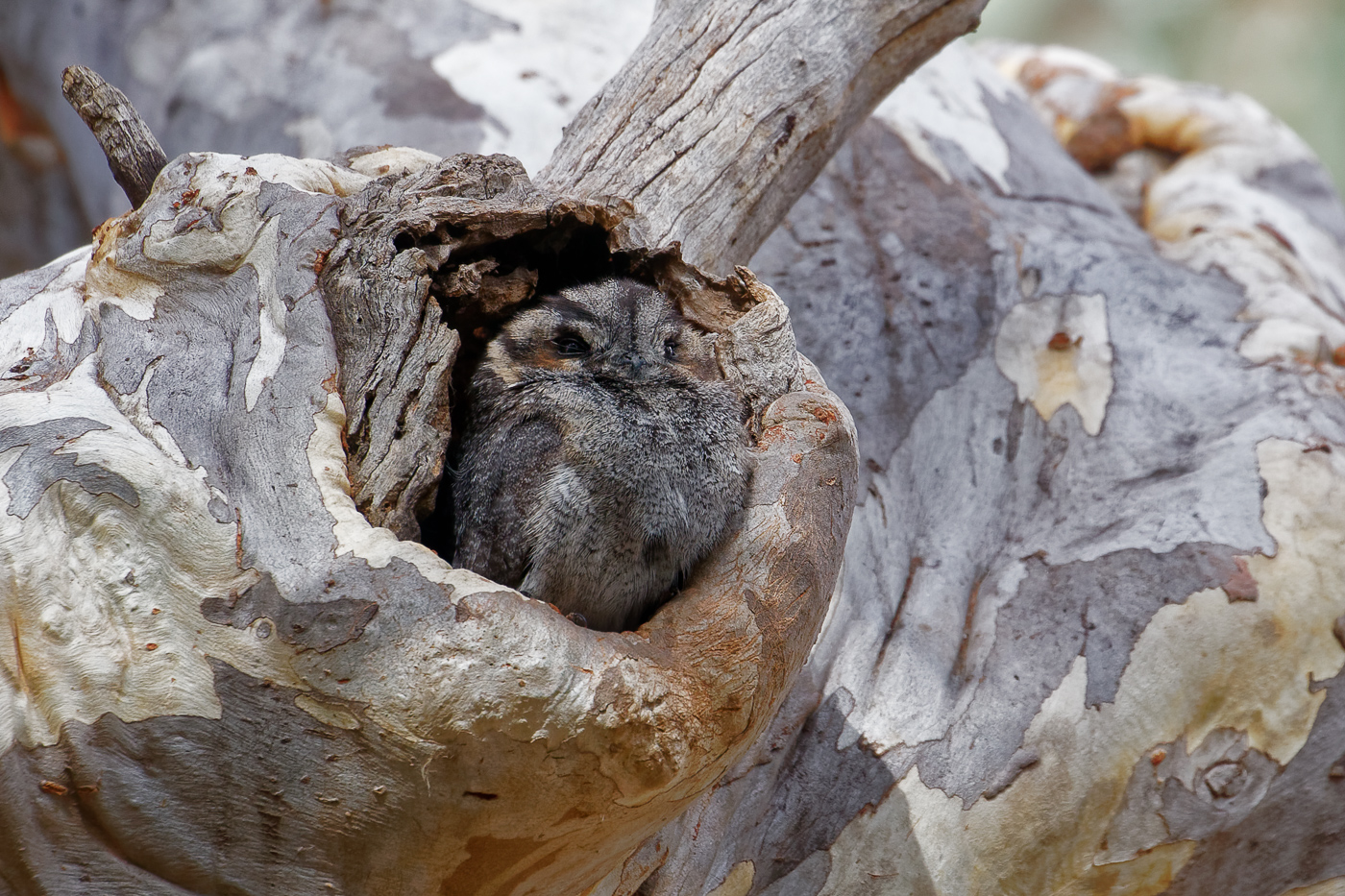 Australian Owlet-nightjar (Image ID 31617)