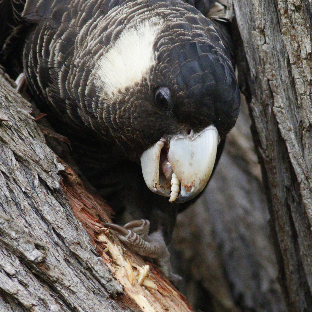 Carnaby's Black-Cockatoo (Image ID 31591)