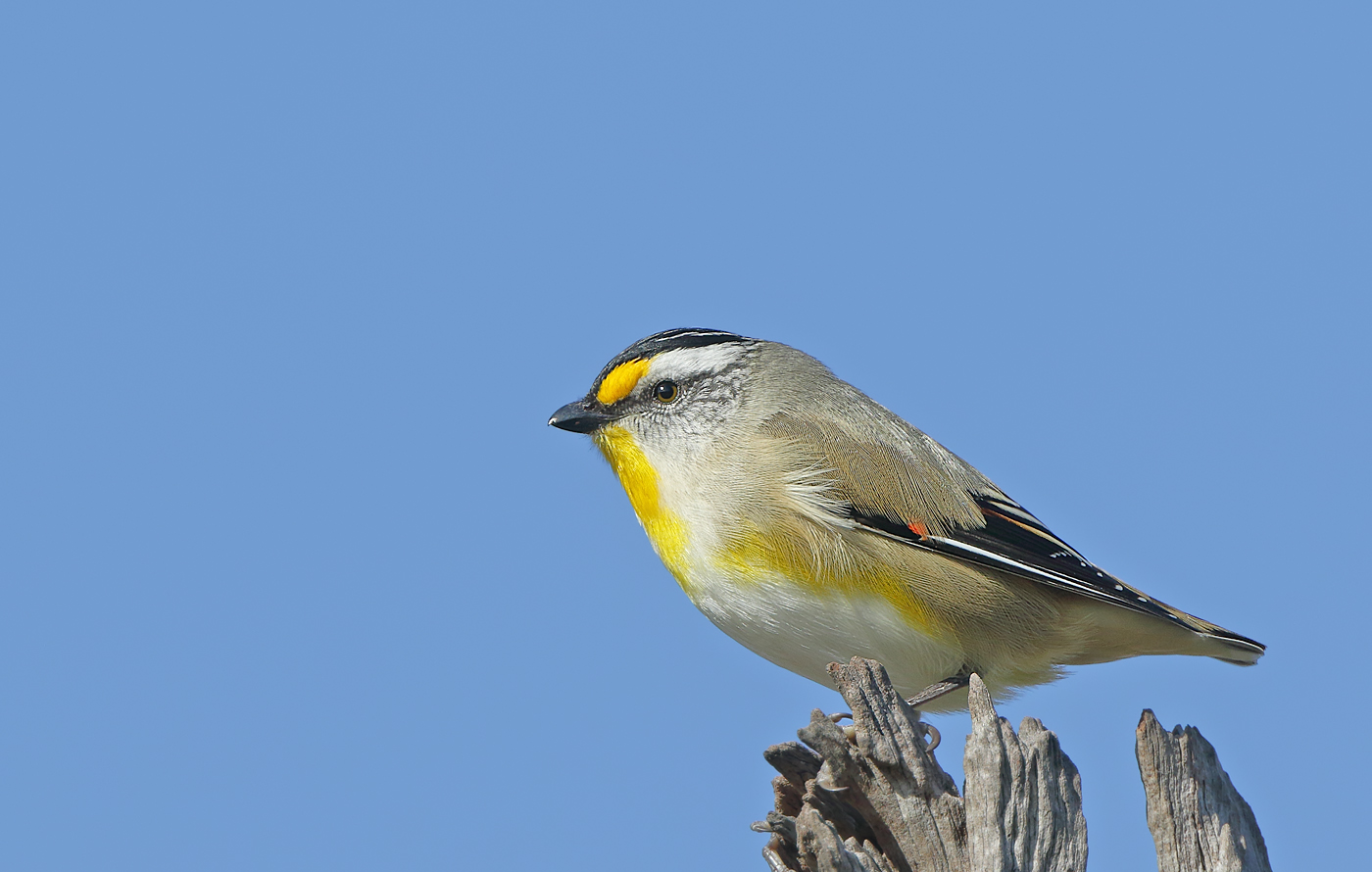 Striated Pardalote (Image ID 31267)