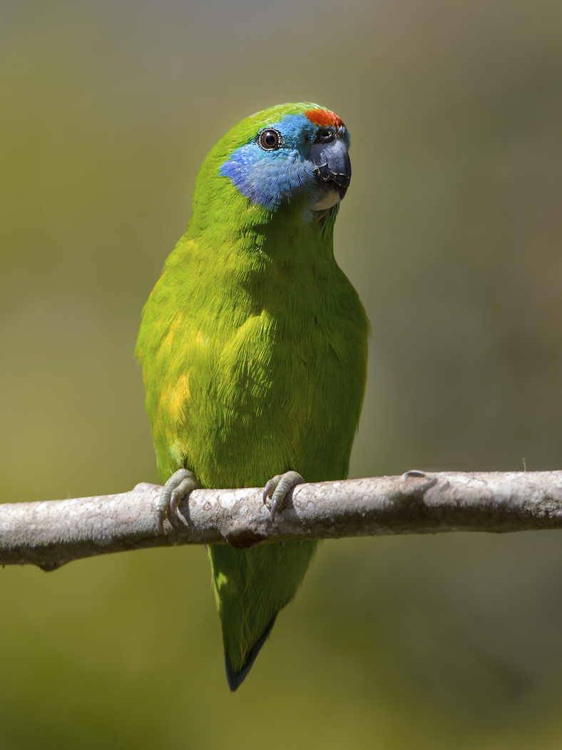 Double-eyed Fig-Parrot (Image ID 31570)