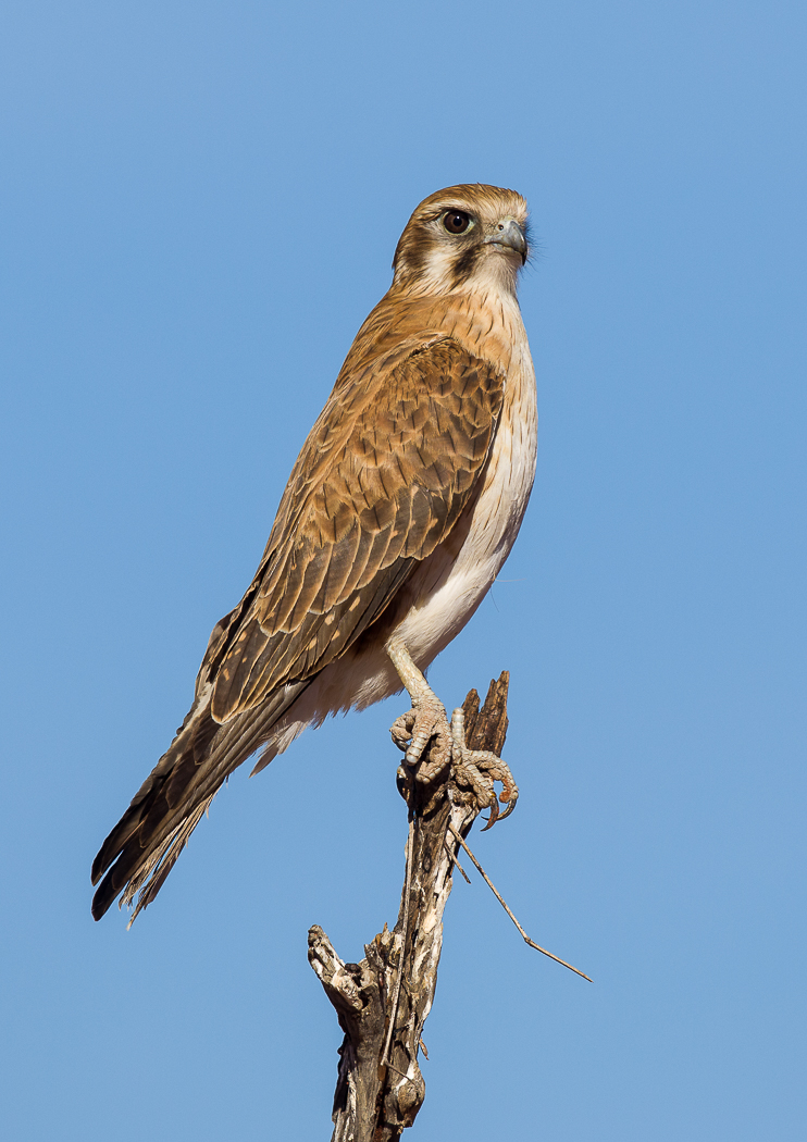 Brown Falcon (Image ID 31417)