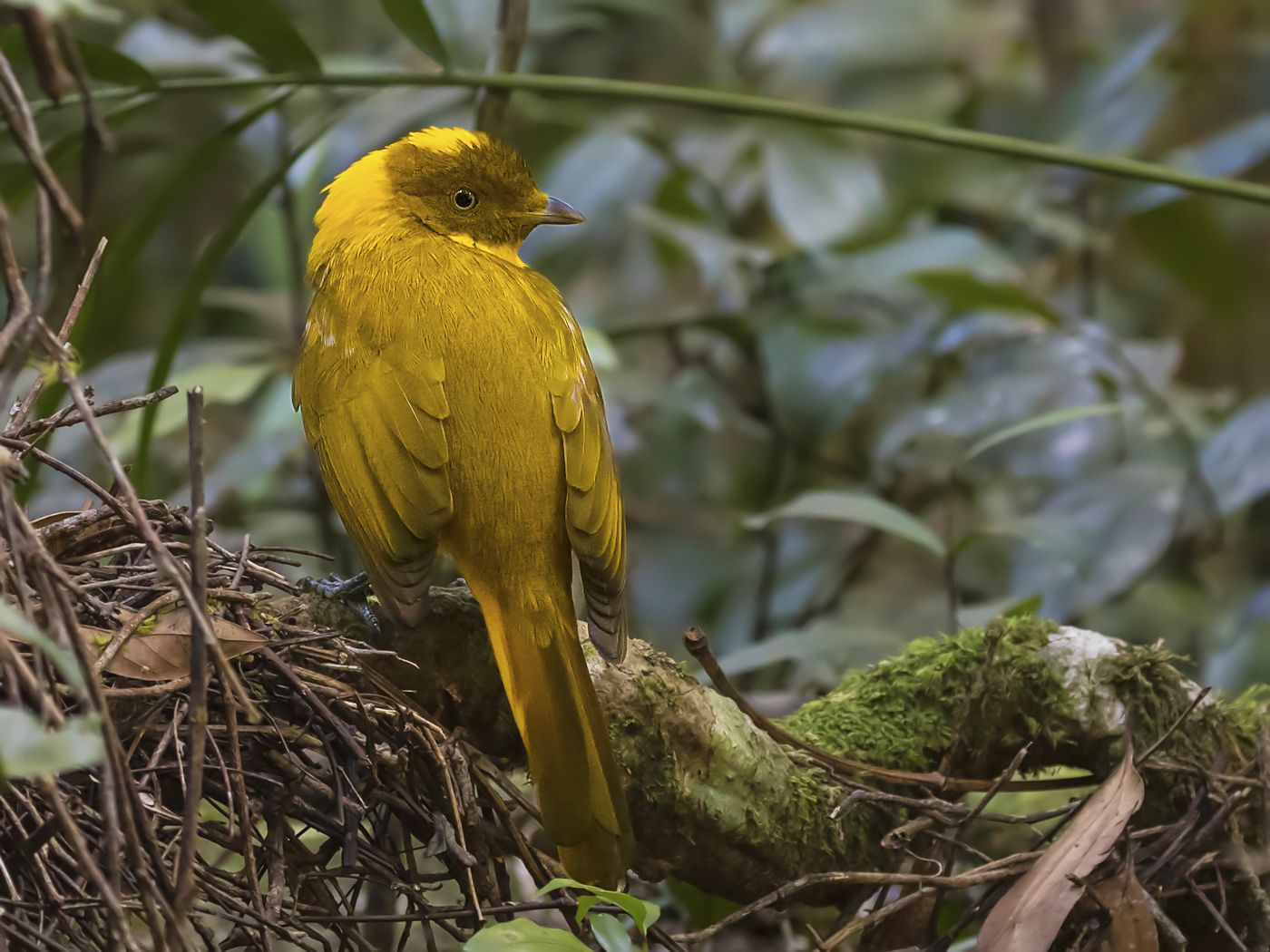 Golden Bowerbird (Image ID 31356)