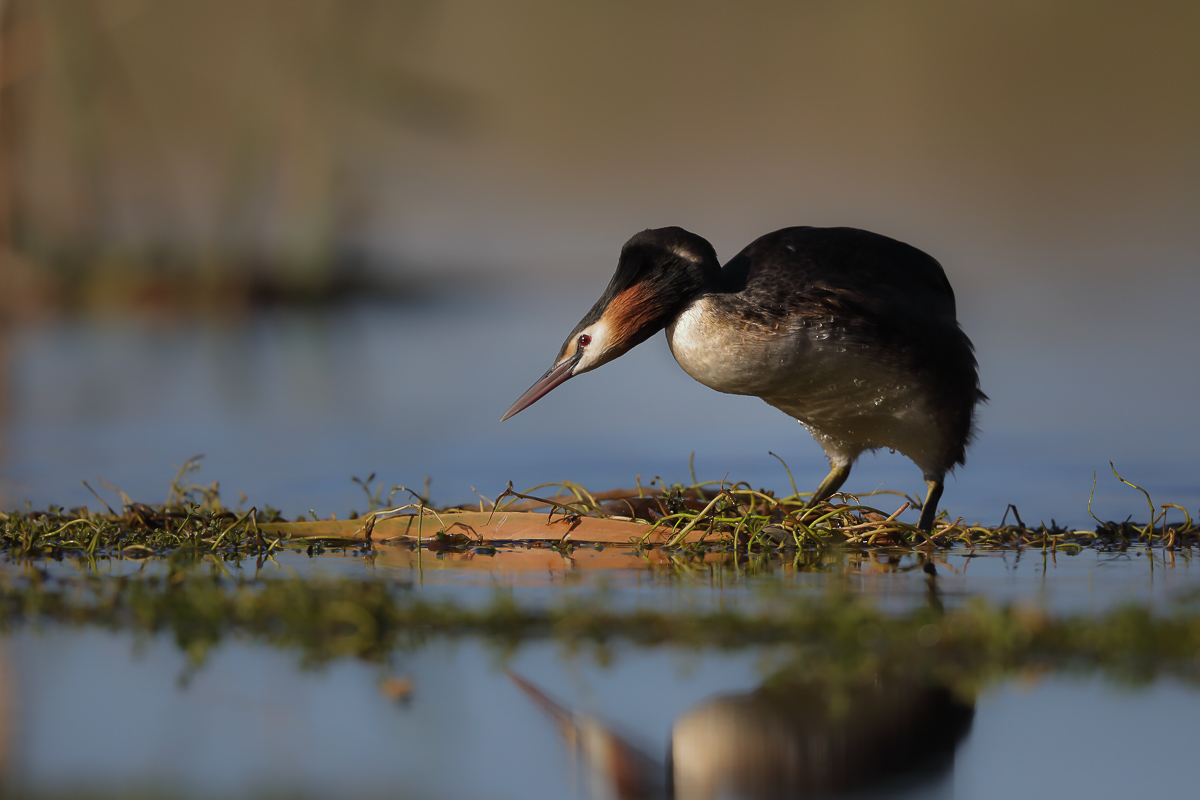 Great Crested Grebe (Image ID 31594)