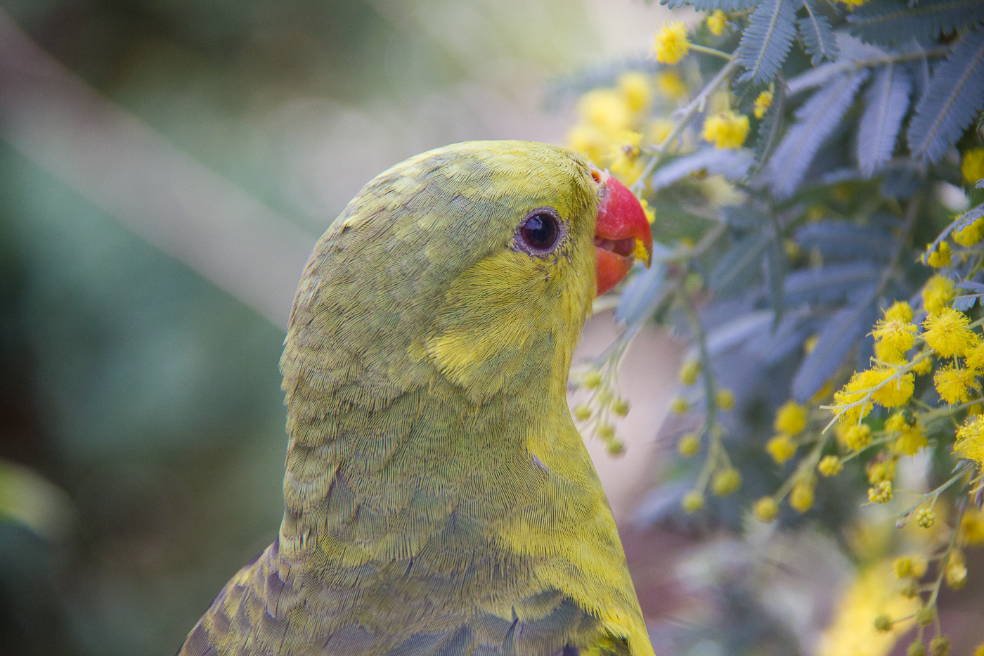 Regent Parrot (Image ID 31304)