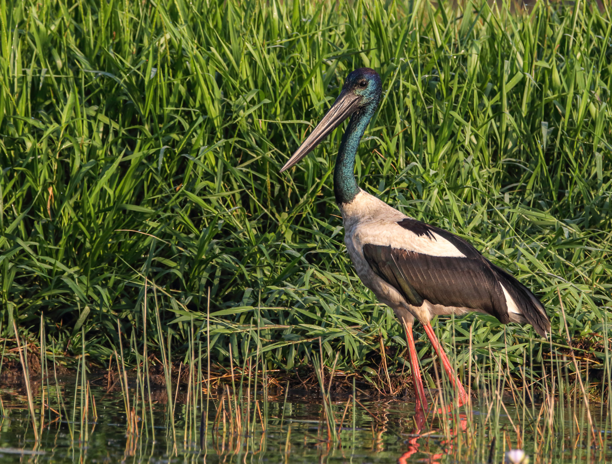 Black-necked Stork (Image ID 31564)