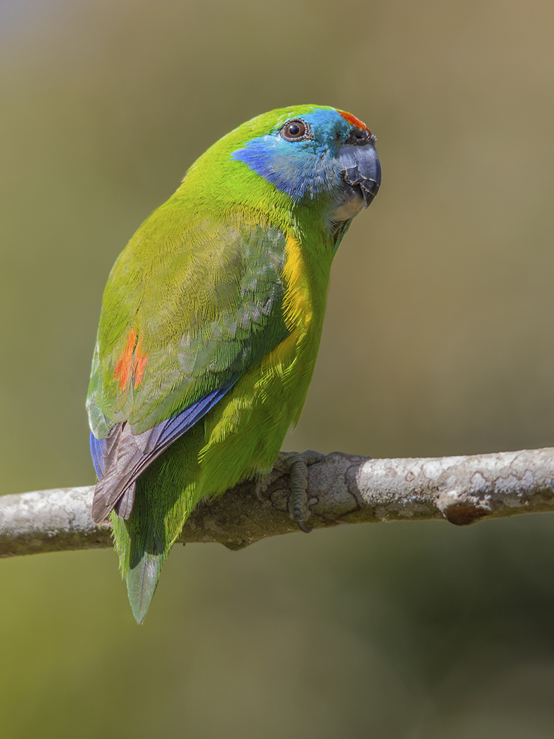 Double-eyed Fig-Parrot (Image ID 31571)