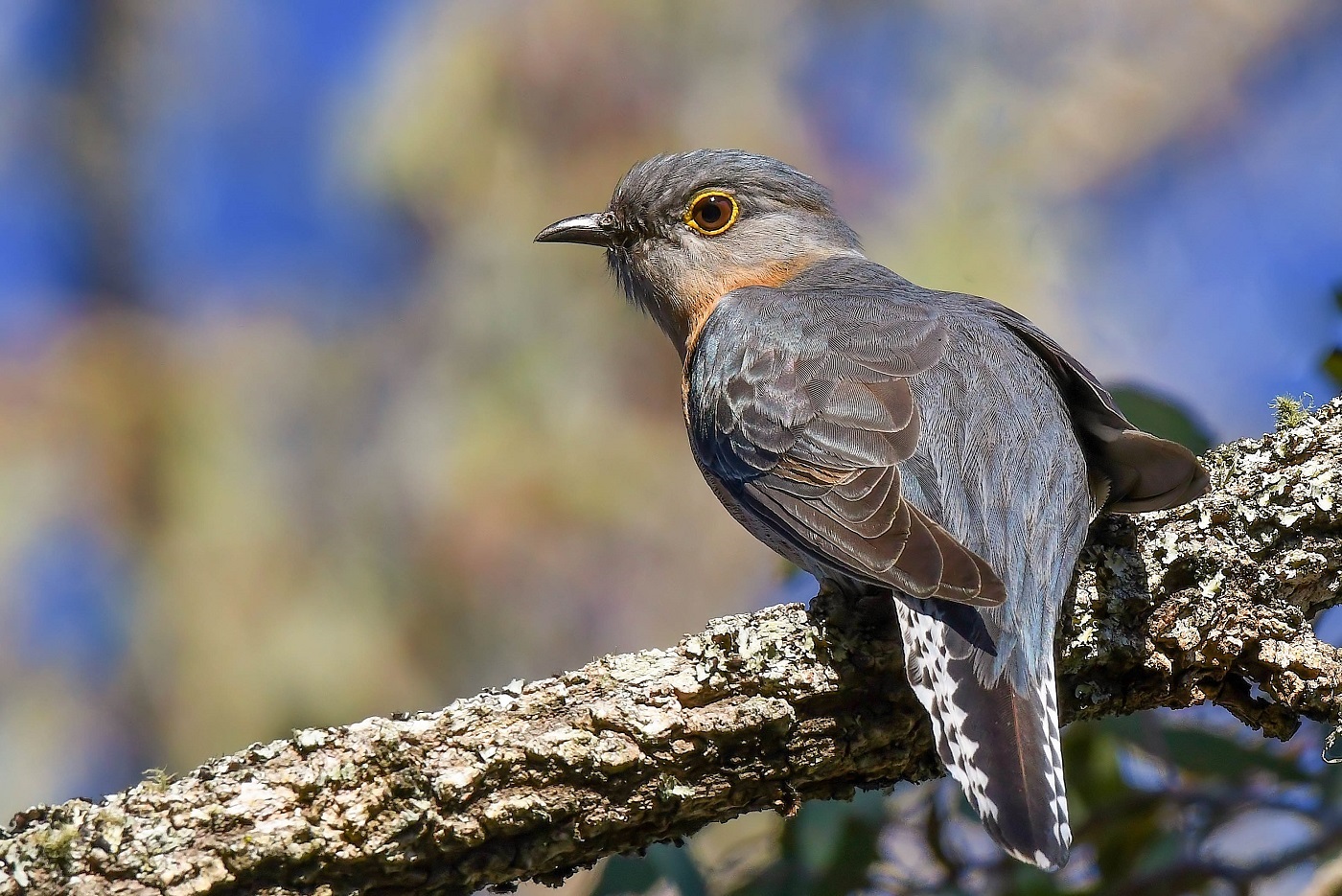 Fan-tailed Cuckoo (Image ID 31577)
