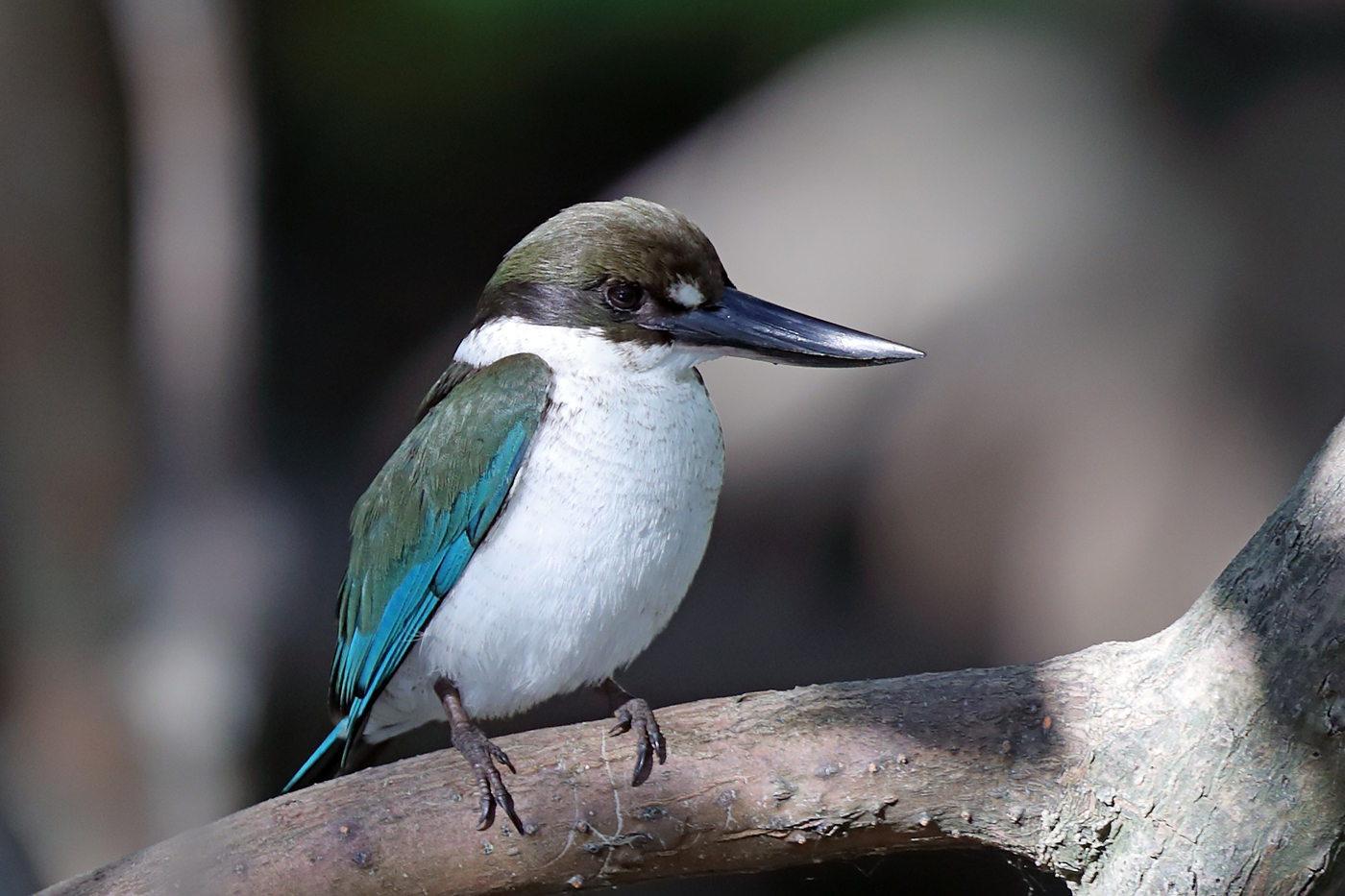 Collared Kingfisher (Image ID 31548)