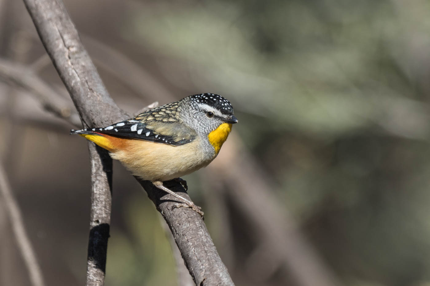 Spotted Pardalote (Image ID 31430)