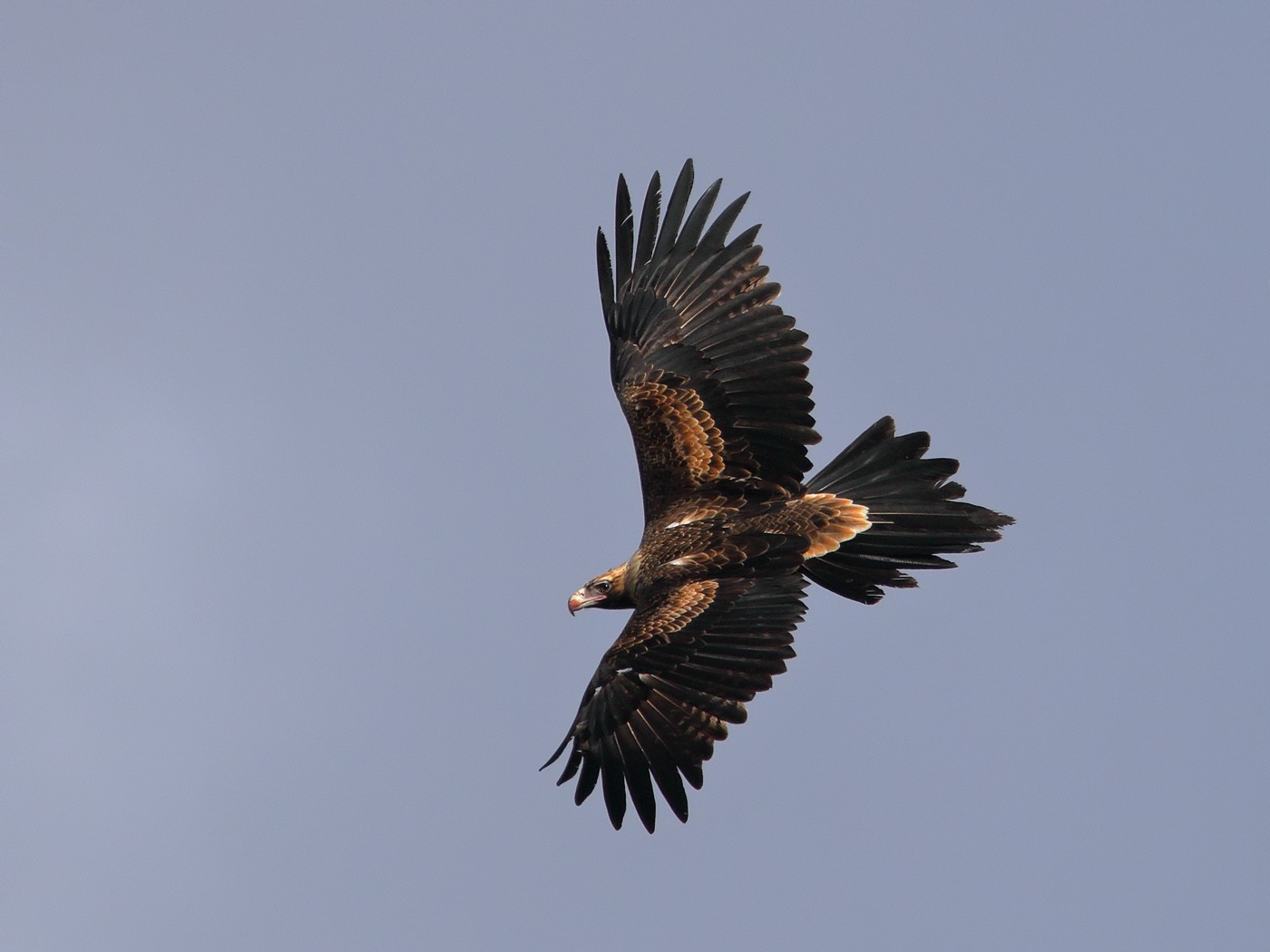 Wedge-tailed Eagle (Image ID 31550)